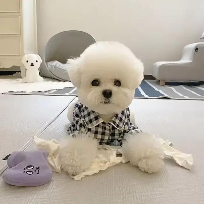 Jupe en tissu respirant pour petits chiens élégante avec motifs animal style pour occasions spéciales et quotidiennes