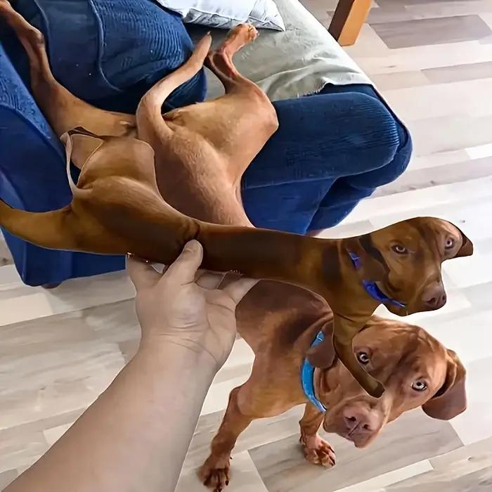 Coussin personnalisé pour animaux de compagnie - Coussins mignons pour chiens et chats avec photo amusante