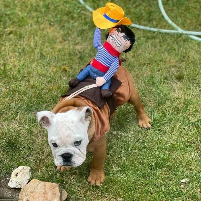 Costume de déguisement d'Halloween amusant pour chien