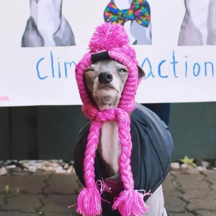 Chapeaux chauds d'hiver pour chiens
