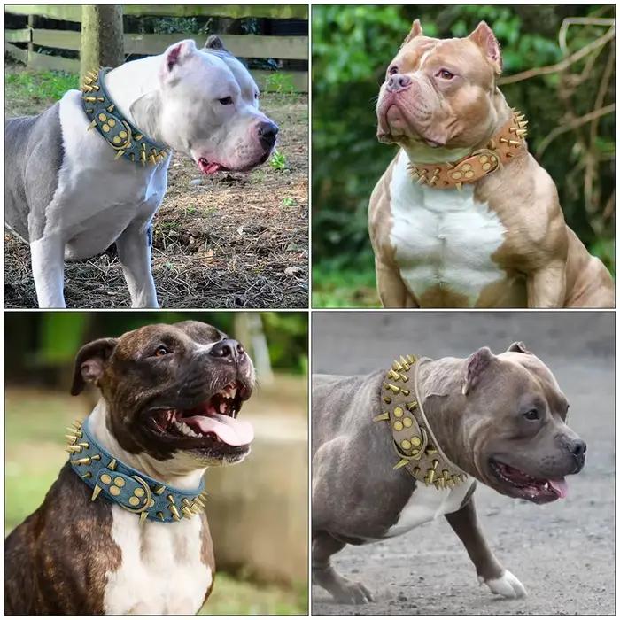 Collier pour chien en cuir PU avec rivets à pointes