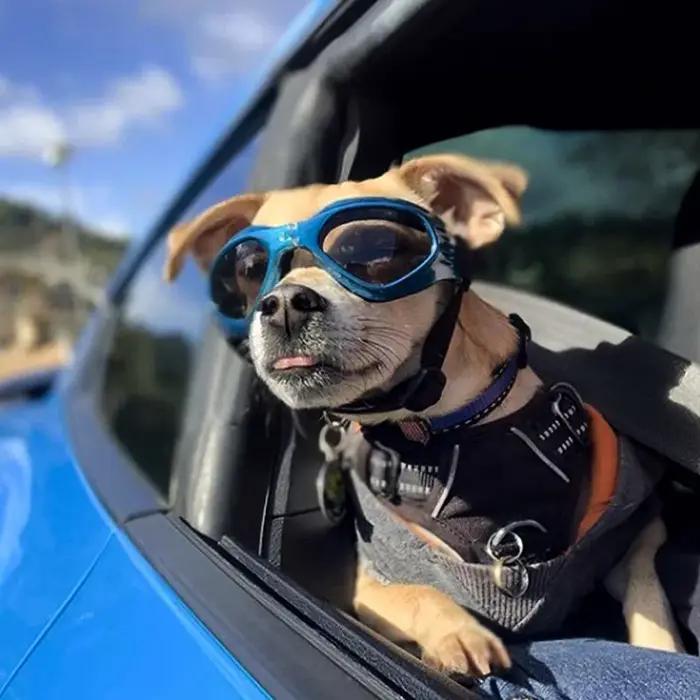 Lunettes de soleil réfléchissantes pour petits chiens et chats