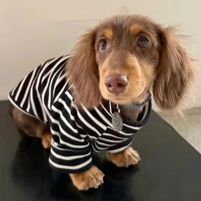 T-shirt rayé printemps automne pour petits chiens wiener teckel chien saucisse confortable élégant pour promenade balade jeu hiver occasions spéciales