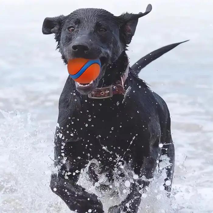 Jouet interactif de balle gonflable en caoutchouc pour chien, pour l'entraînement et soulager l'ennui, jouet à mâcher pour nettoyer les dents, jouets pour animaux de compagnie pour tous les chiens