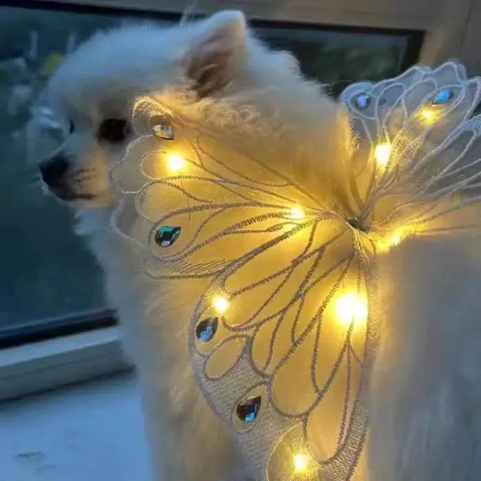 Ailes de chien papillon plonger oyantes