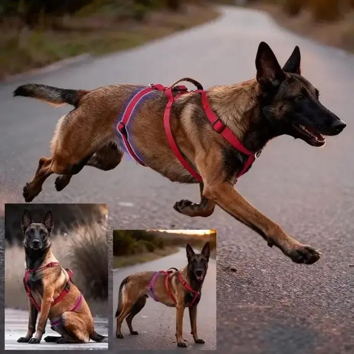 Harnais gilet d'entraînement réglable pour chien