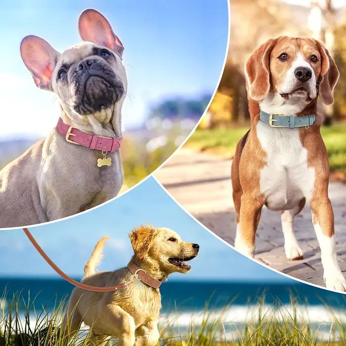 Collier en cuir pour chien