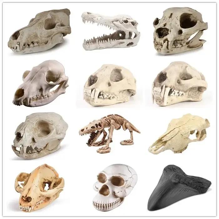Modèle de crâne d'animal en résine