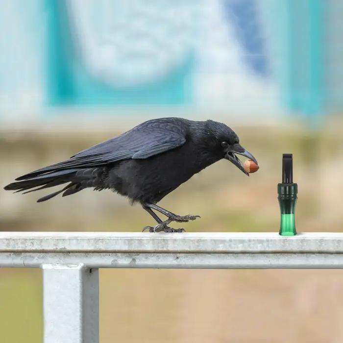 Appelant corbeau et corneille pour chasse - Sifflet imitation son plastique observation oiseaux naturel