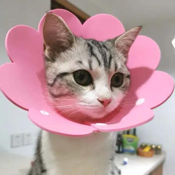 Collier de protection mignon pour chats avec dentelle et lumières pour animaux de compagnie confortables et élégants pour chaque sortie