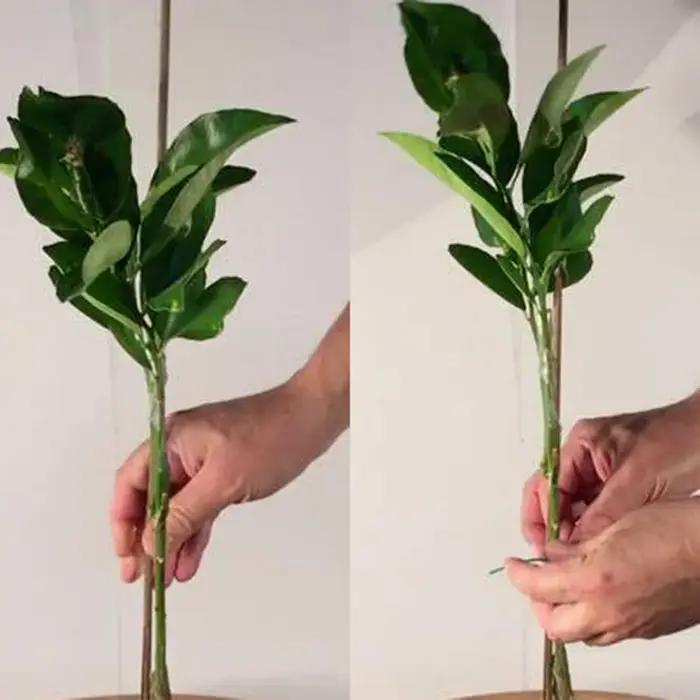 Bâtons en bois de bambou de 40cm, 50 pièces, bâtons professionnels pour plantes de jardin, cannes à