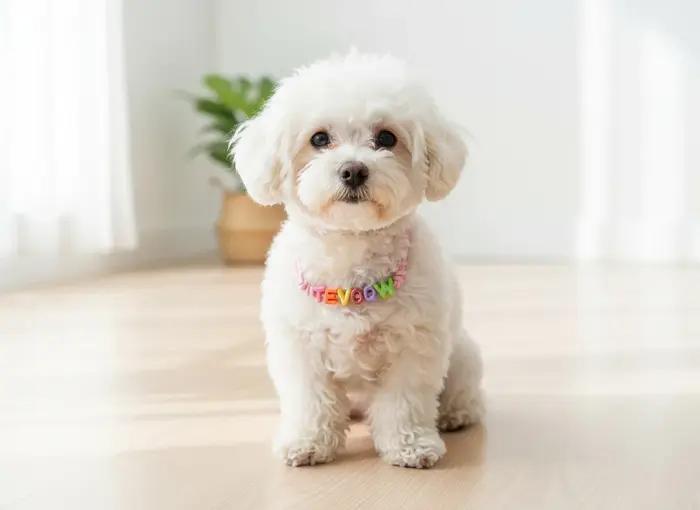 Collier personnalisé avec le nom de votre animal pour chiens, collier pour animaux de compagnie et collier pour chats