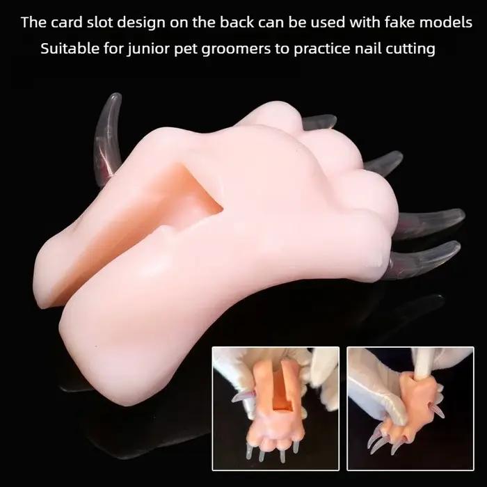 Modèle réaliste de patte de chien pour l'entraînement des toileteuses débutantes pour la coupe des ongles