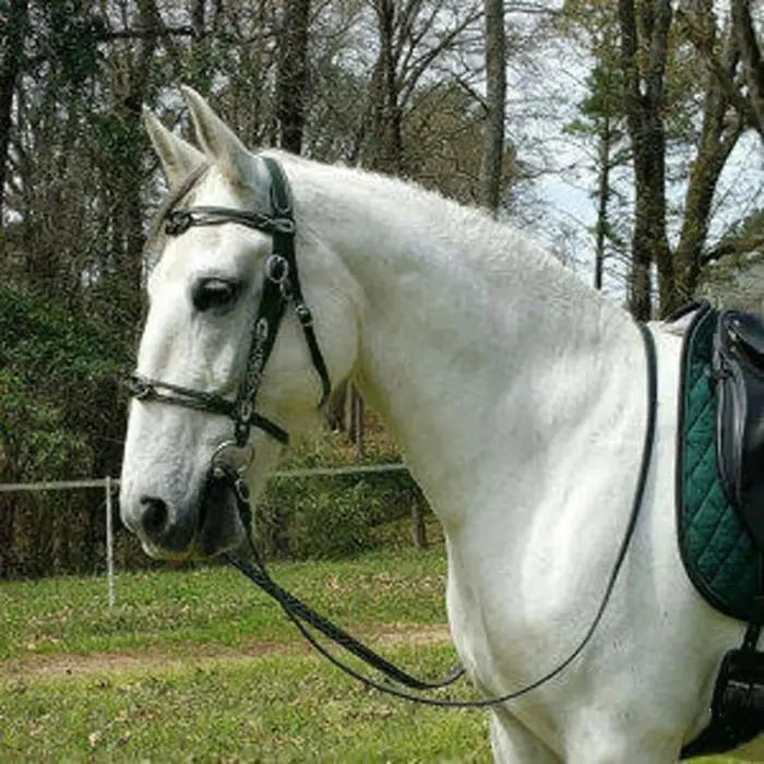 Bridon et Licol en Cuir PU avec Boucle Métallique pour Protéger la Peau du Cheval