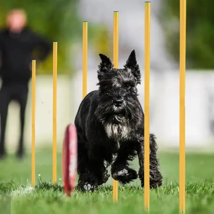 Entraîneur d'agilité pour chien