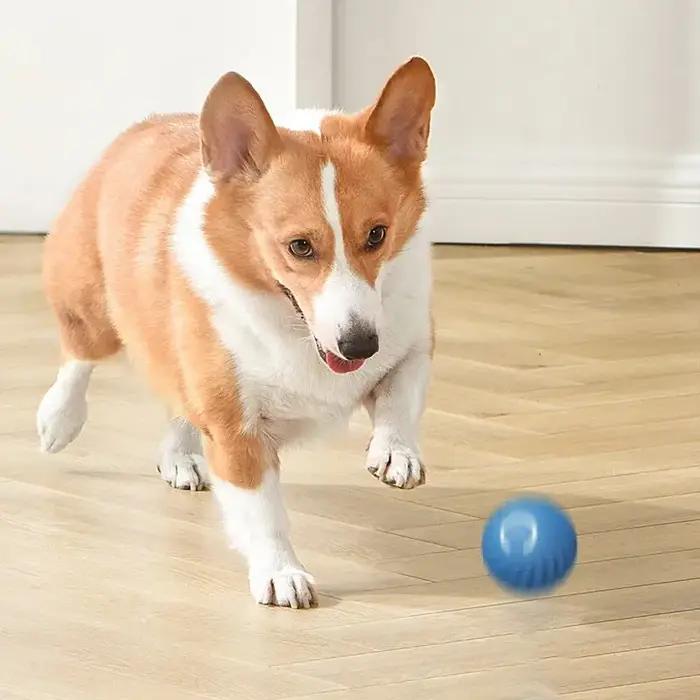 Boule roulante aste pour animaux de compagnie