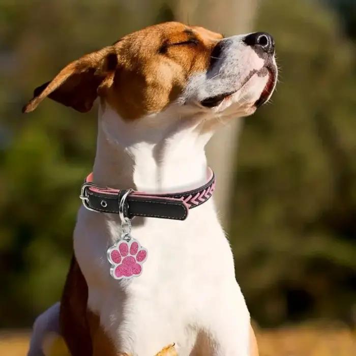 Étiquette d'identification personnalisée pour animaux de compagnie