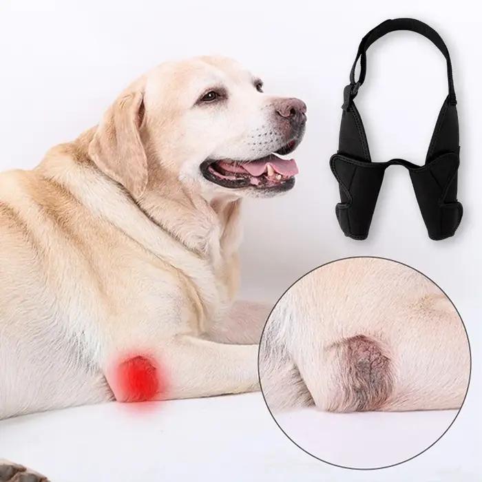 Attelle de protection complète pour coude de chien