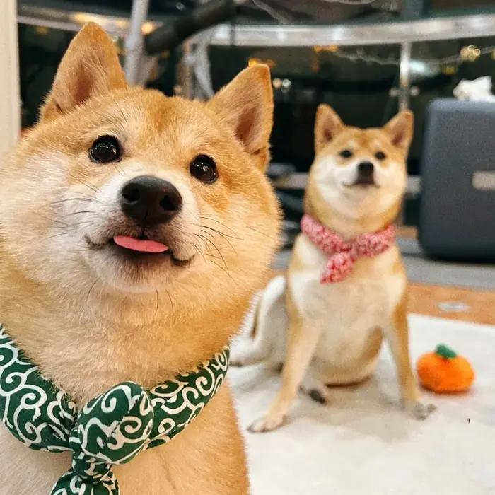 Bandanas élégants en élasthanne pour chiens Akita Shiba, cravates et nœuds papillons en coton pour chiens, accessoires mode pour animaux de compagnie blanc rouge noir vert