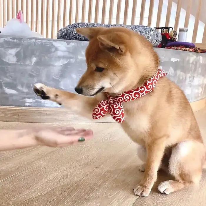 Bandanas élégants en élasthanne pour chiens Akita Shiba, cravates et nœuds papillons en coton pour chiens, accessoires mode pour animaux de compagnie blanc rouge noir vert
