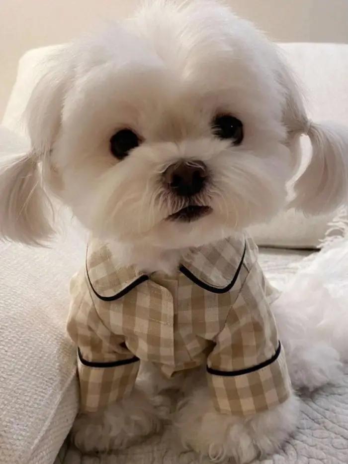 Vêtements pour animaux de compagnie, Version coréenne, chemise pour chien et chat, confortable et re