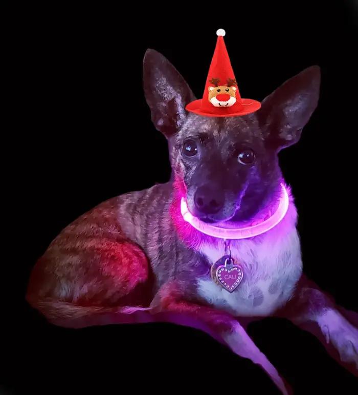 Collier lumineux pour chien