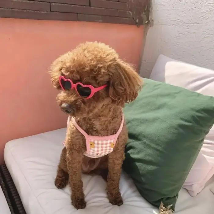 Lunettes de soleil créatives pour chiens avec protection UV et styles élégants pour promenades et occasions spéciales