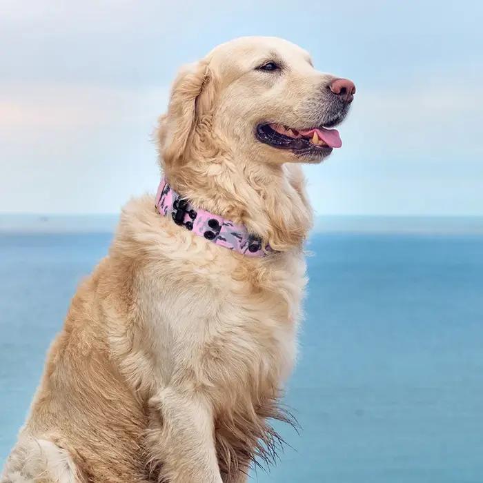 Collier tactique pour chien
