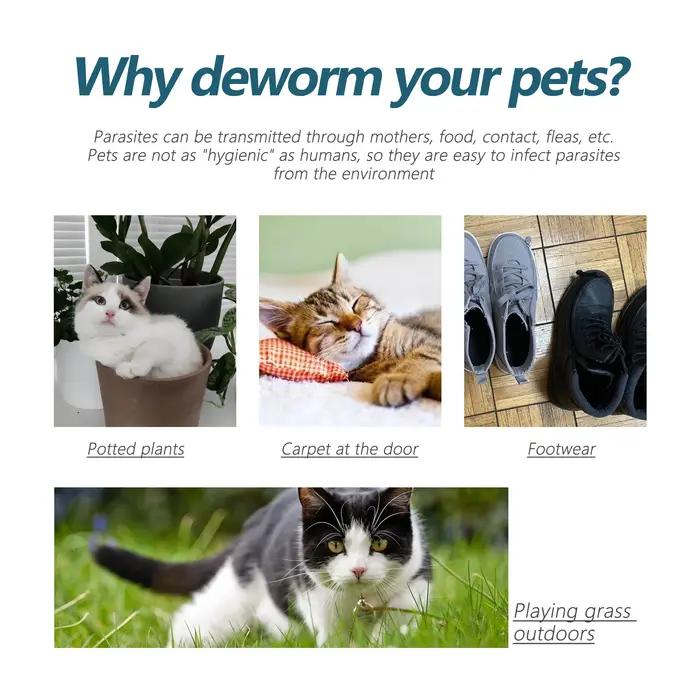 Gouttes de déworming pour animaux de compagnie pour éliminer les puces