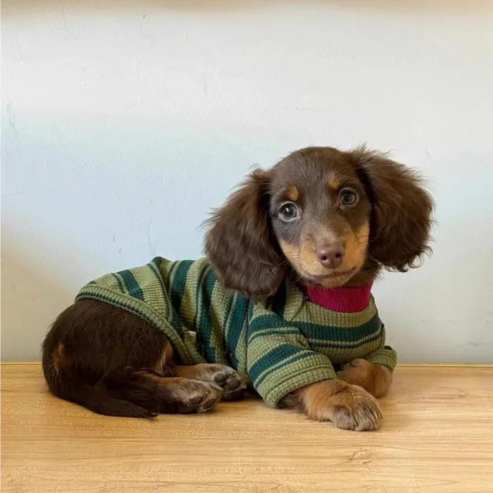 Adorable gilet rayé vert pour petits chiens et chats