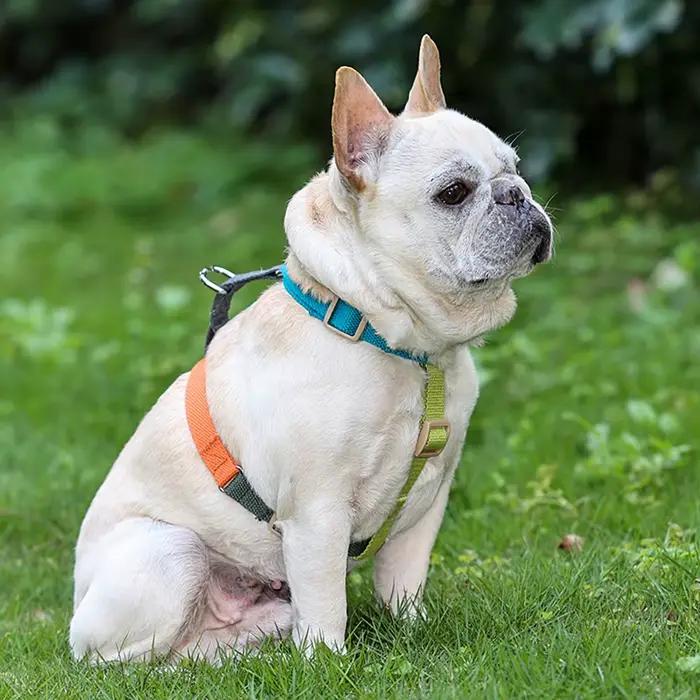 Harnais pour chien en forme de H