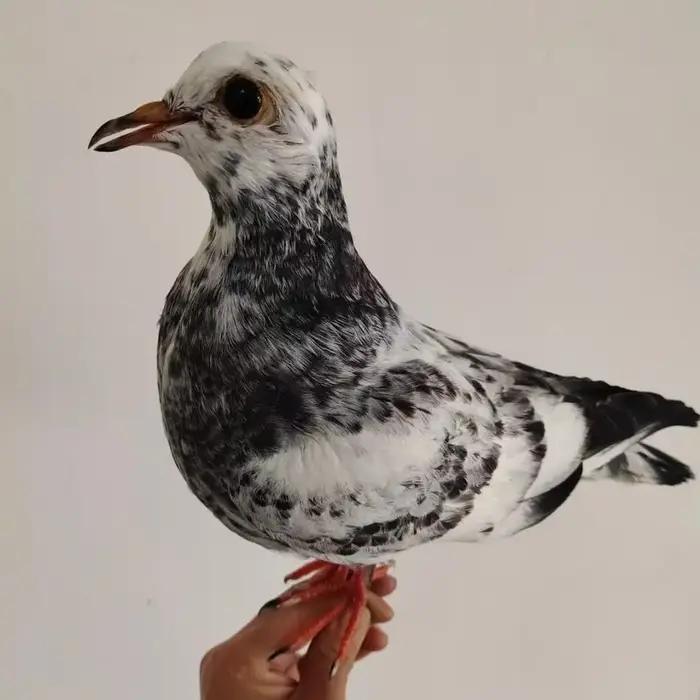 Support de taxidermie de Pigeon hyper-réaliste-échantillon réaliste pour la décoration intérieure