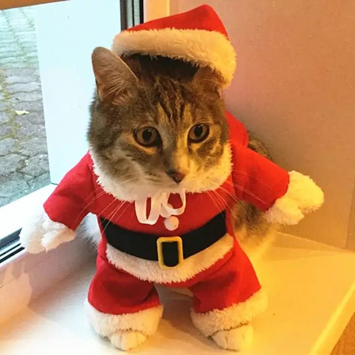Costume de Noël pour chat en peluche et coton, style doux, rouge, pour fêtes et occasions spéciales