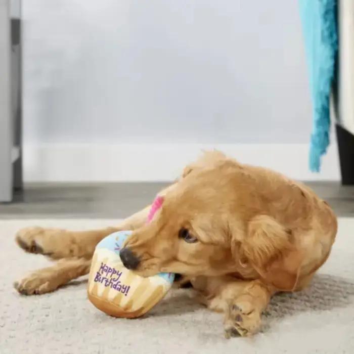 1 pièce Jouet d'anniversaire pour chien en peluche douce et couineuse avec bougies colorées