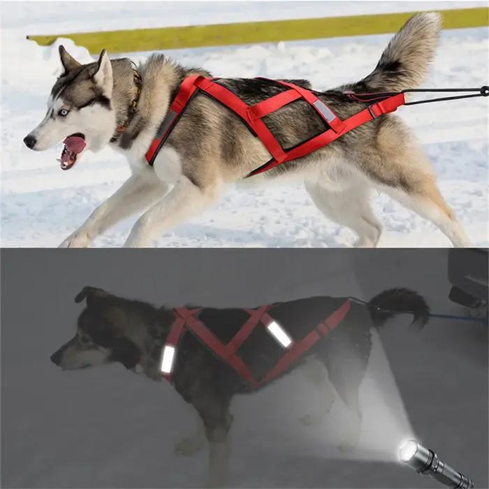Harnais de traîneau pour grands chiens de haute qualité