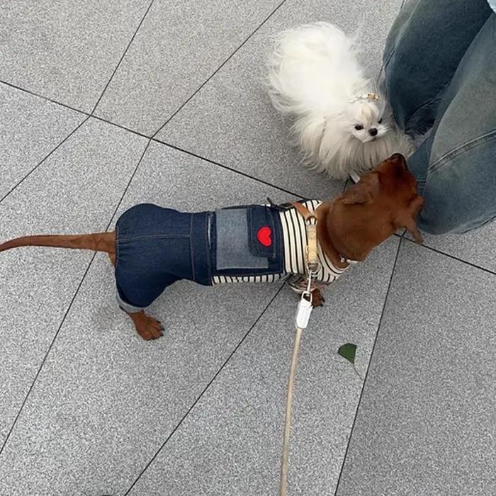Vêtements à la mode pour chiens teckel, combinaison une pièce en coton et Denim, T-shirt à haute élasticité, pantalon pour chiens de saucisse en blaireau, printemps