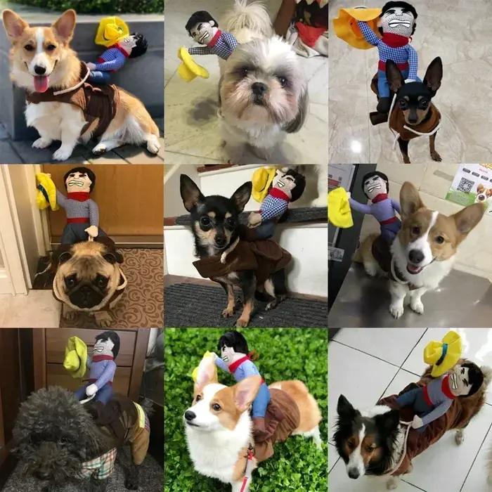 Costume de déguisement d'Halloween amusant pour chien