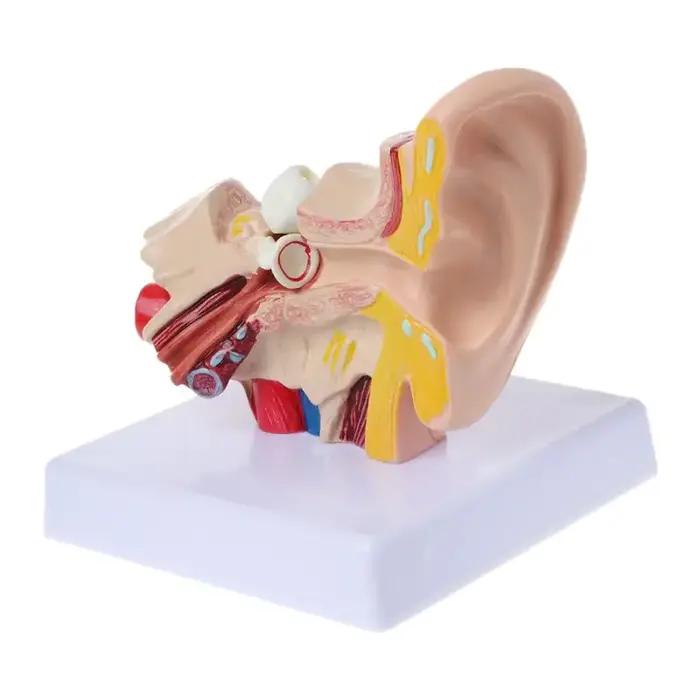 Accessoires médicaux, modèle d'anatomie de l'oreille humaine