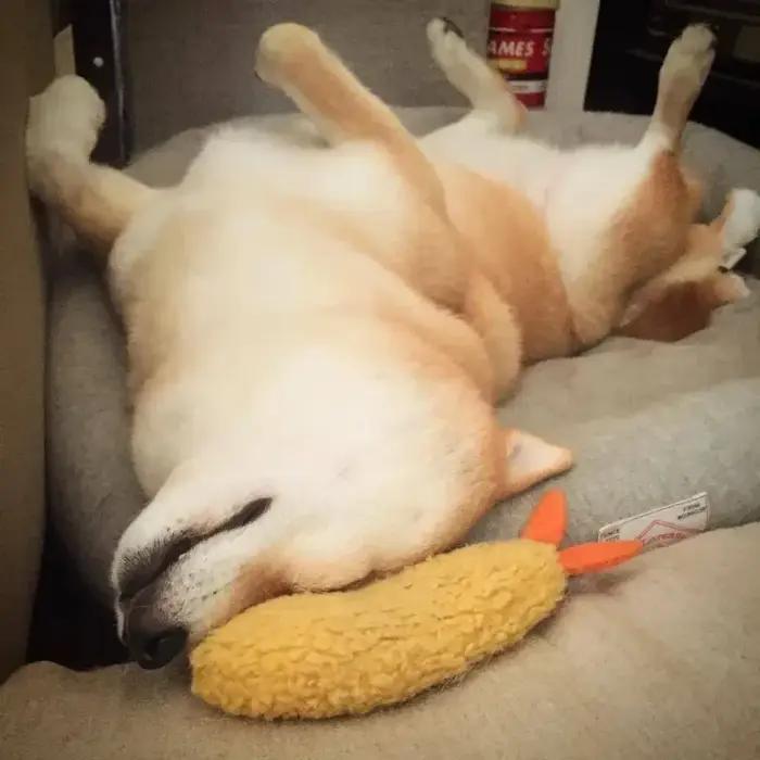 Jouet en peluche mignon pour animal de compagnie
