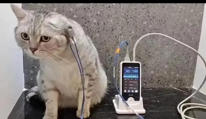 Dispositif Médical d'Oxygène dans le Sang pour Animaux Oxygène Monitor Vétérinaire Instrument d'Observation Précis Occasions Particulières Soins à la Maison et en Cabinet