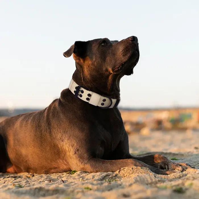 Collier tactique pour chien