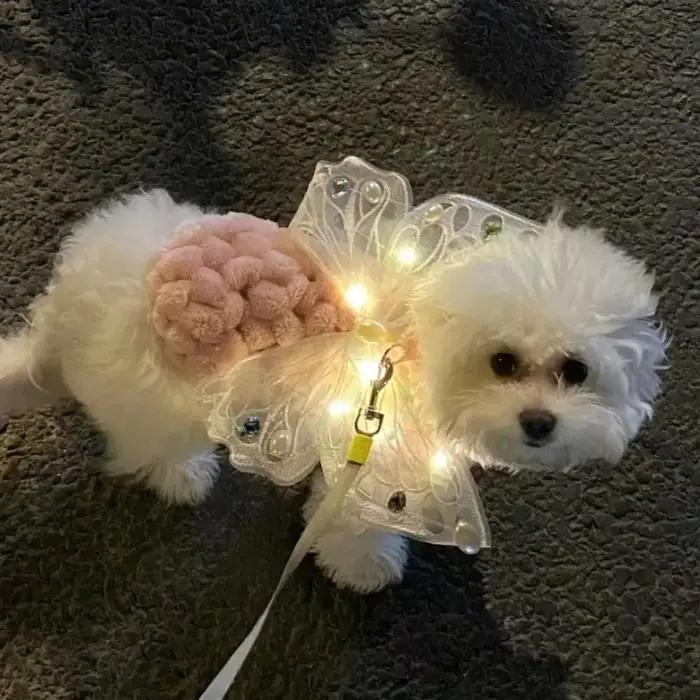 Aile de chien papillon plonger oyante mignonne