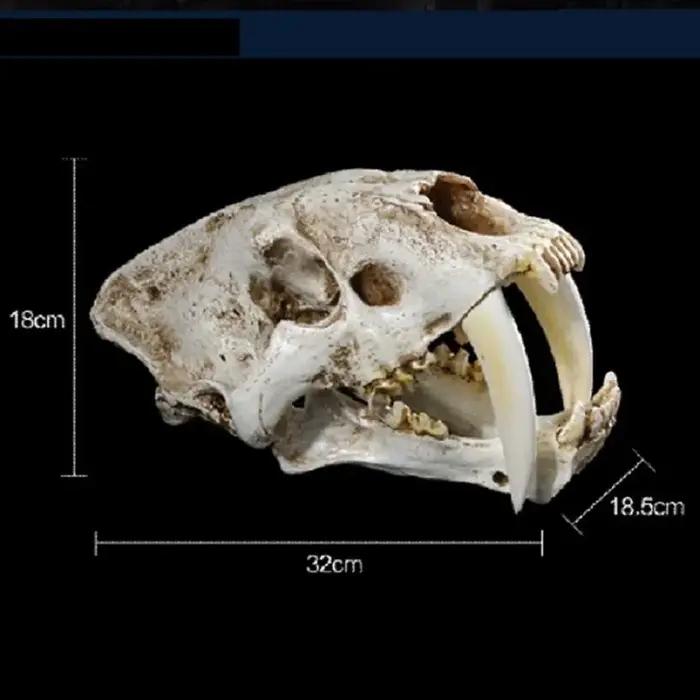 Modèle de crâne d'animal en résine