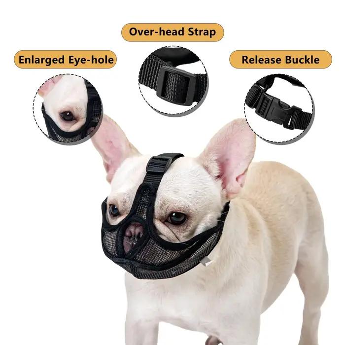 Masque pour chien de compagnie