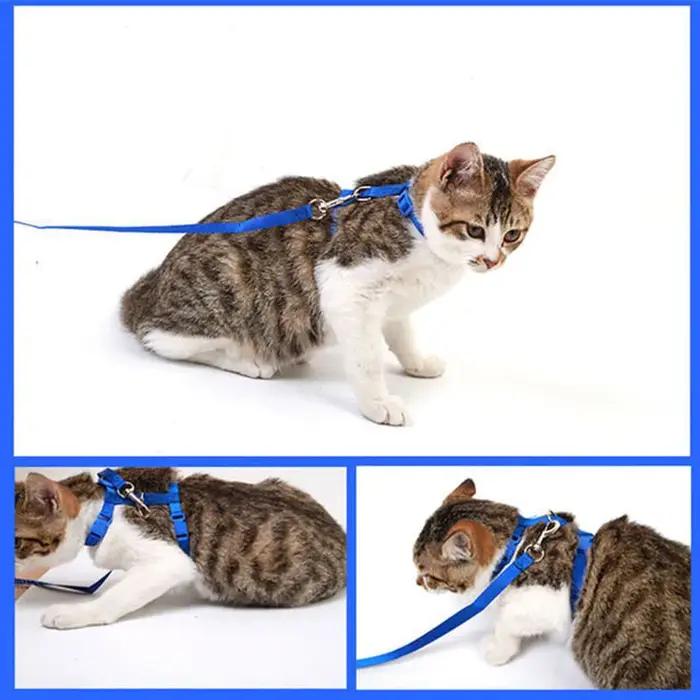 Ensemble harnais et laisse pour chat de compagnie