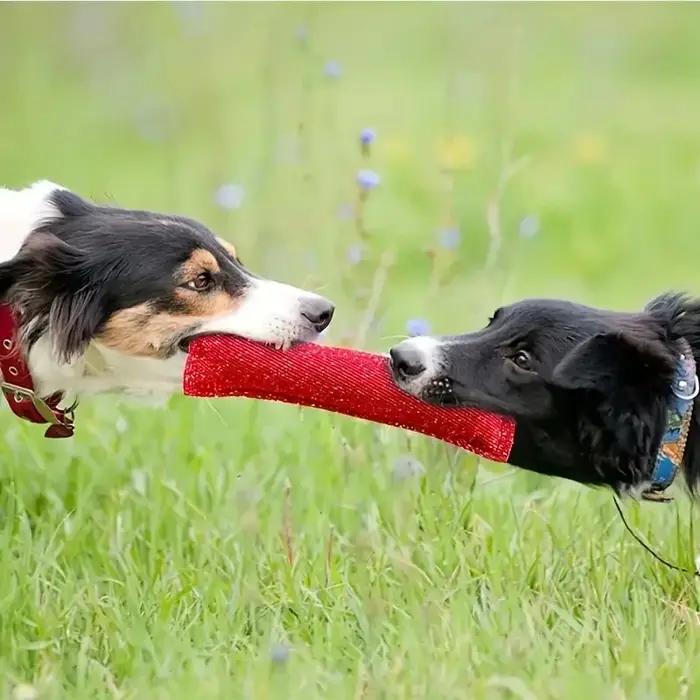 Jouet de tirage pour chien