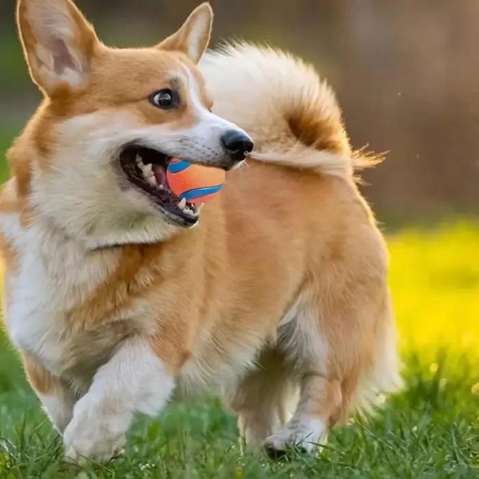 Balle de jeu résistante pour chien en caoutchouc pour activités extérieures et intérieures, balle de rapport, balle solide et élastique pour chiots et chiens adultes, cadeau idéal pour anniversaires et fêtes