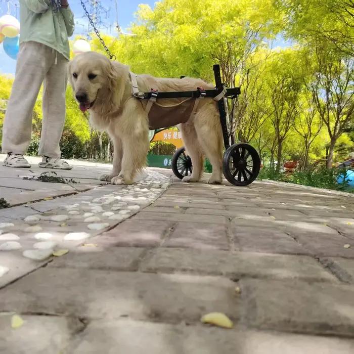 Assistance de rééducation de grand chien de voiture de handicap de fracture