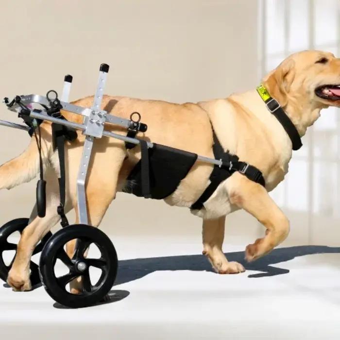 Fauteuil roulant pour chien acier inoxydable aide à la rééducation mobilité paralysie spondylite occasions spéciales