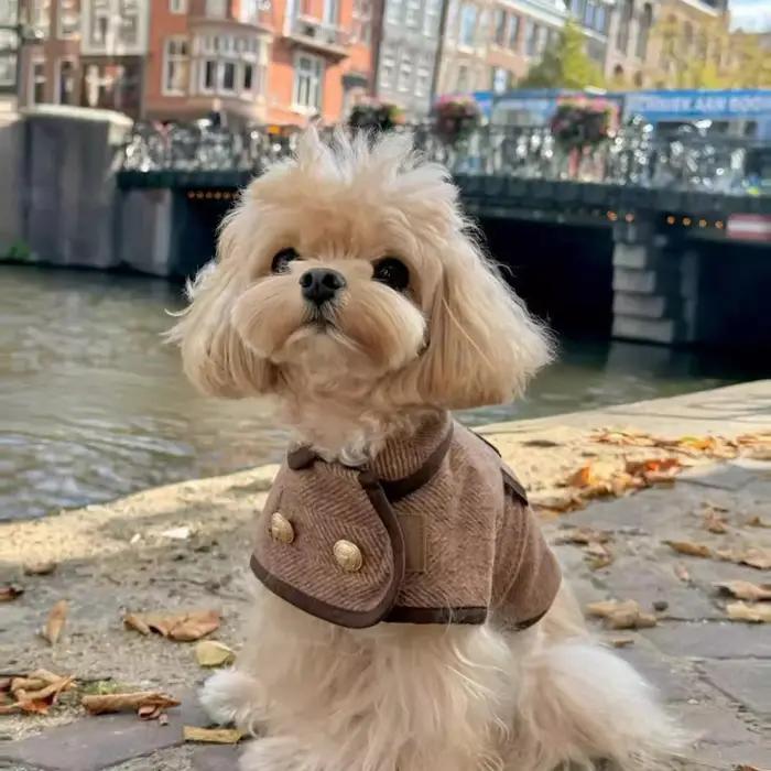Manteau pour animaux de compagnie marron de style britannique à la mode avec tissu en laine - Vêteme